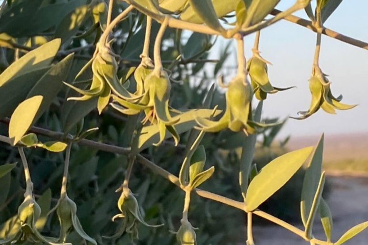 La Rioja es el único lugar del país donde se cultiva jojoba.