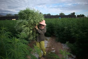 La Rioja, provincia pionera en el cultivo de cannabis medicinal a cielo abierto.