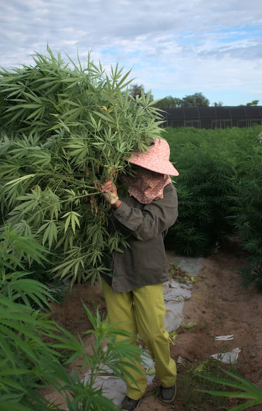 La Rioja, provincia pionera en el cultivo de cannabis medicinal a cielo abierto.