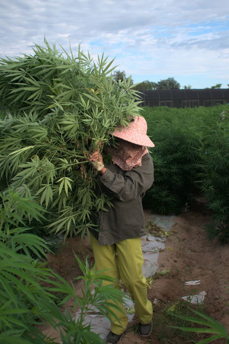 La Rioja, provincia pionera en el cultivo de cannabis medicinal a cielo abierto.