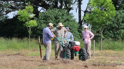 La riqueza florística del NEA es estudiada, conservada y utilizada con fines de mejoramiento genético