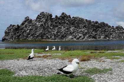 La roca volcánica de la Isla de Clipperton está atravesada por cuevas y pasadizos. Foto tomada en 2016 por el investigador Enrique Ballesteros.