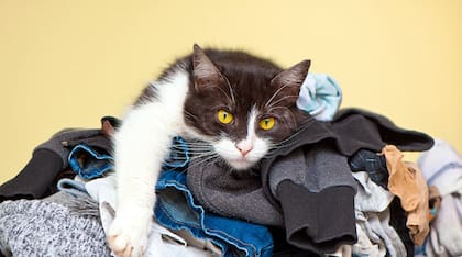 La ropa de sus dueños suele mantener su olor, que en el mundo felino les ayuda a identificarlos