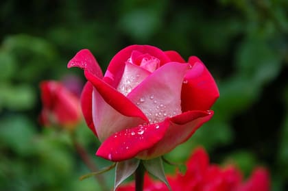 La rosa es otro ejemplar de flor que llena el hogar de un perfume delicado y dulce