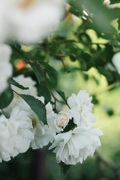 La Rosa Iceberg es versátil y aromática