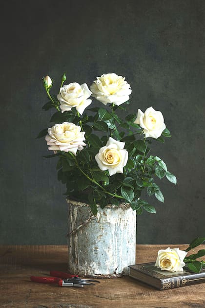 La rosa 'Kate Moss', lanzamiento 2026 por Peter Beales