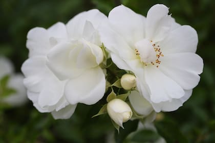 La Rosa Sally Holmes se distingue por su floración en racimos, su aroma suave y su capacidad de adaptarse sin esfuerzo a distintos rincones del jardín