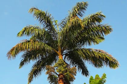 La Roystonea regia es una palmera real o imperial, típica de Cuba, ideal para plantar en grupos o avenidas.