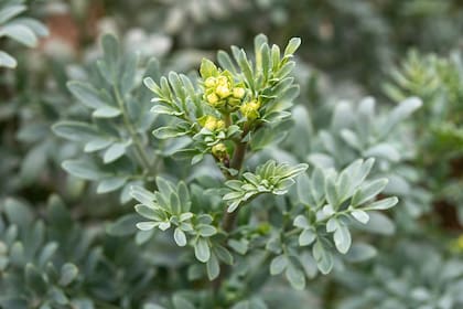 La ruda se distingue por su fuerte aroma