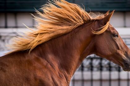 La Rural será el epicentro del mundo ecuestre con la nueva edición de Nuestros Caballos
