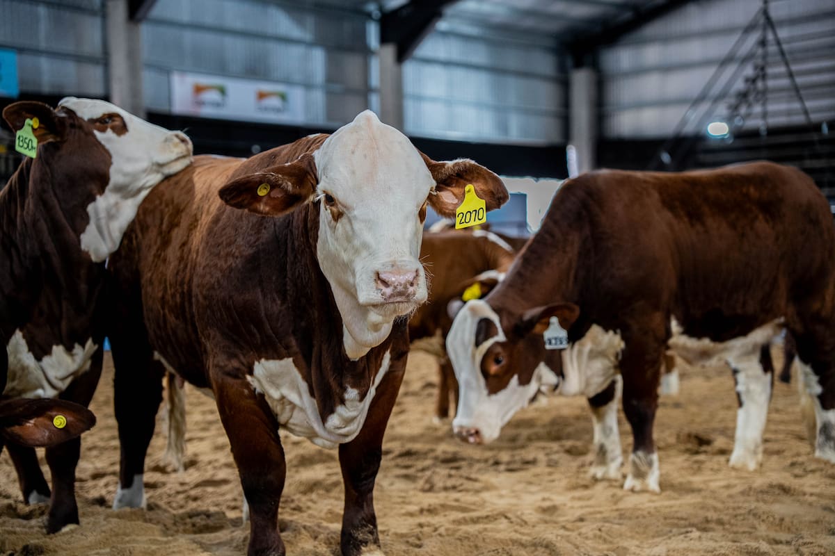 La rusticidad y la adaptación al calor fueron señaladas como características destacadas de la raza Braford en un contexto de cambio climático
