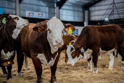La rusticidad y la adaptación al calor fueron señaladas como características destacadas de la raza Braford en un contexto de cambio climático