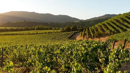 La Ruta del Vino de Chile abarca cinco valles en el centro del país.