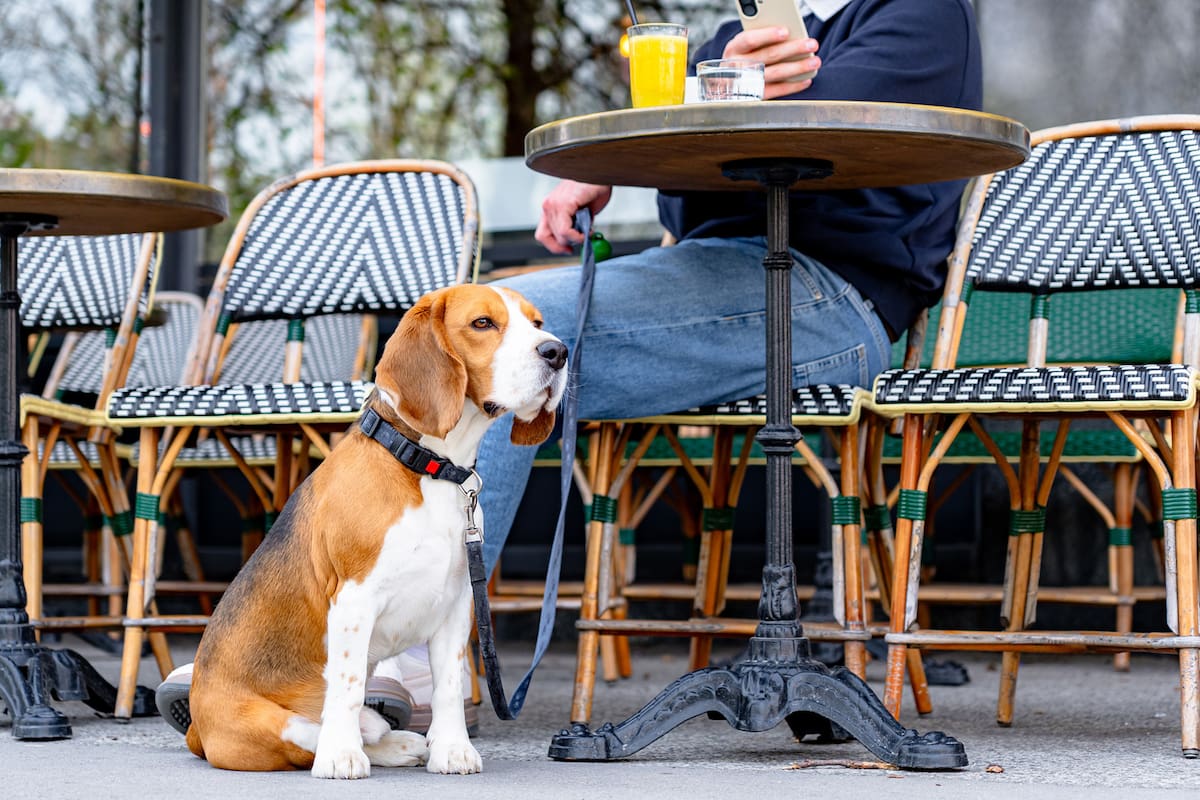 La rutina cambió y los barrios deben adaptarse a las nuevas necesidades de las personas o, mejor dicho, de sus mascotas