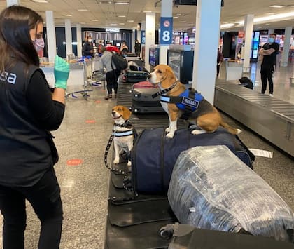 La rutina de los perros de la Brigada Canina del organismo sanitario es compleja. De a pares, cada perro trabaja dos horas seguidas y luego tiene un momento de descanso de tres horas. Recién después de ese relax, están en condiciones de brindar otras dos horas de servicio