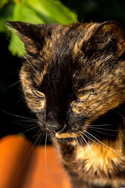 La rutina es algo muy importante en el día a día de los gatos, ya que les genera confianza y los hace sentir protegidos