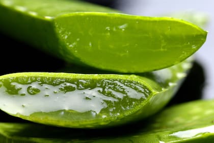 La sábila tiene grandes propiedades para la piel y la salud