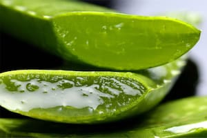 La sábila tiene múltiples beneficios (Foto: iStock)