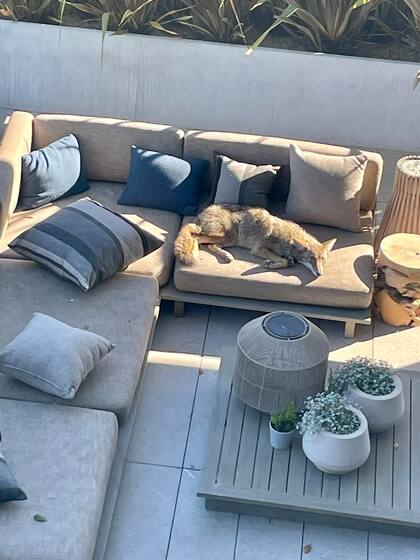 La sala de una casa de un jardín sirvió de descanso para un coyote salvaje