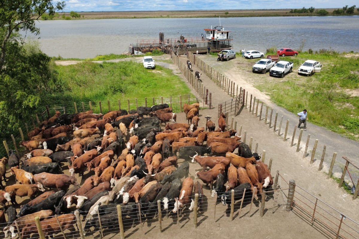La salida de miles de vacunos por las inundaciones abre un interrogante sobre los precios de la hacienda