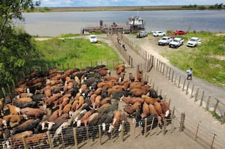 Miles de vacunos deben salir de las islas y anticipan qué puede pasar con los precios de la carne