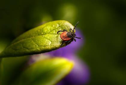 La saliva de las garrapatas contiene un tipo de anestesia para que las personas no noten cuando son mordidas (Unsplash/Erik Karits)