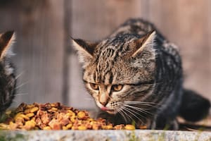La salud de los gatos depende en gran medida de lo que consumen