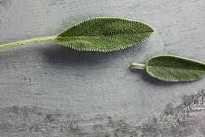 La salvia contiene propiedades antioxidantes y antiinflamatorias beneficiosas para la salud