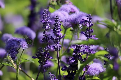 La salvia es un arbusto aromático de hasta 70 centímetros de alto originario de la región mediterránea y el sur de Europa