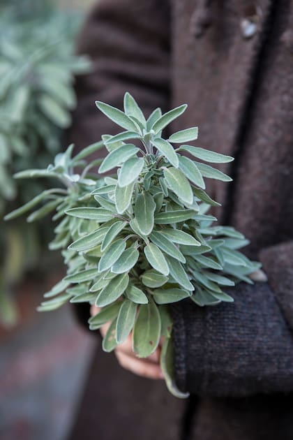 La salvia es una de las hierbas que se mantiene viva durante los meses invernales