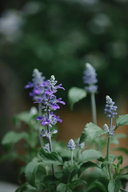 La salvia es una de las plantas más conocidas alrededor de todo el mundo
