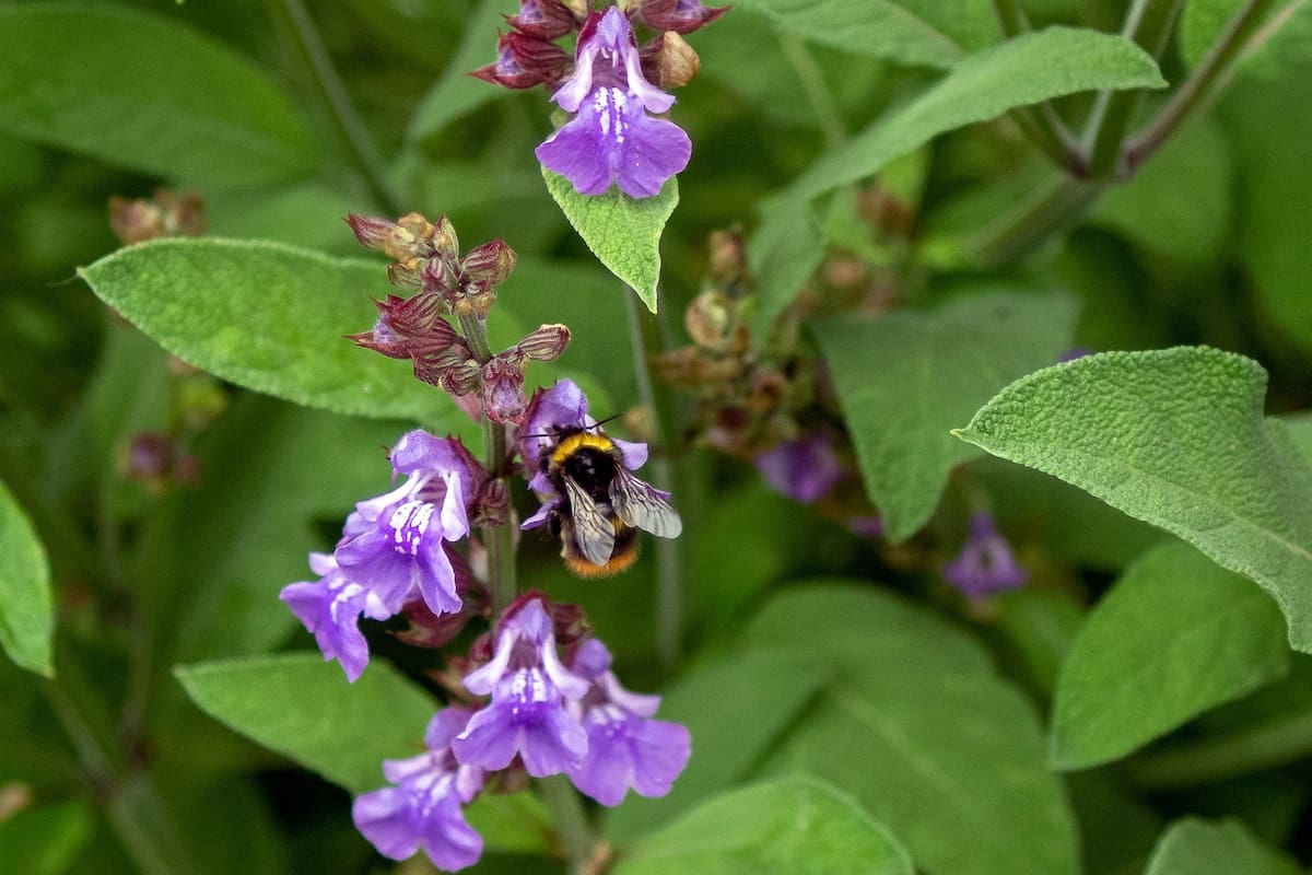 La salvia es una hierba aromática conocida por sus propiedades medicinales, que incluyen efectos antiinflamatorios, antimicrobianos y antioxidantes.