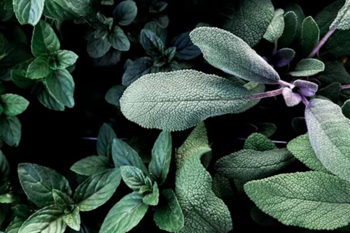 La salvia es una planta medicinal con propiedades antisépticas y antibióticas (Foto Unsplash)