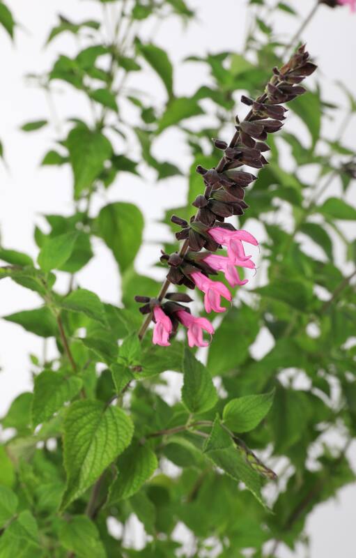 La salvia ganadora del tercer puesto en el premio Chelsea Plant of the Year 2022