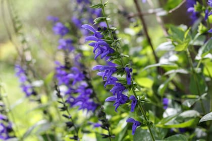 La salvia guaranítica es una planta nativa ideal para usar en borduras y canteros de jardines naturalistas