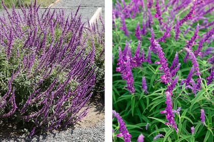 La salvia ha despertado especial interés debido a su capacidad para regular los niveles de glucosa en sangre.