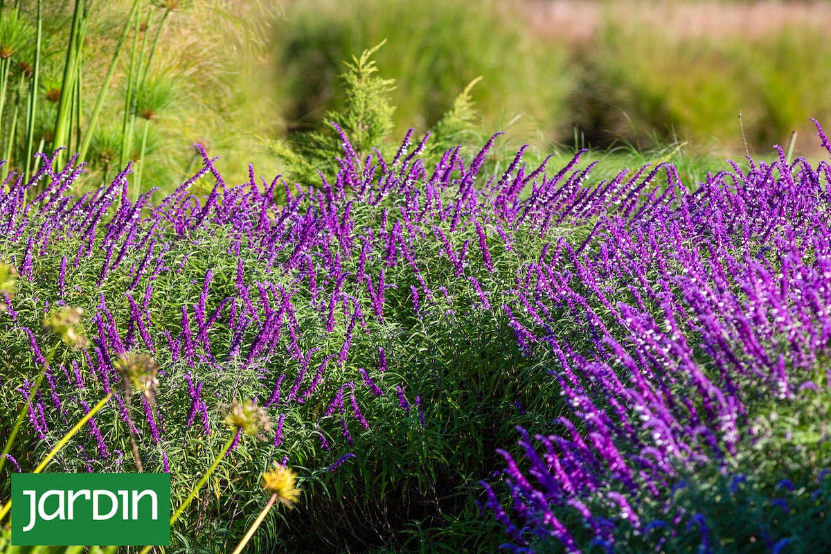 La salvia leucantha es una herbácea perenne que rebrota cada primavera y florece hasta que llega el frío