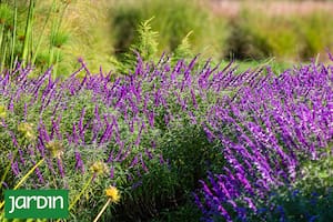 La salvia leucantha es una herbácea perenne que rebrota cada primavera y florece hasta que llega el frío