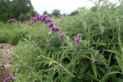 La salvia leucantha tiene un largo período de floración y es ideal para asegurar flores en los canteros