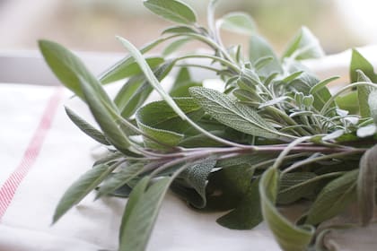 La salvia mejora la circulación sanguínea en el cuero cabelludo