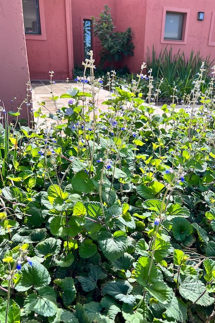 La salvia procurrens es una nativa versátil que se adapta tanto al sol como a la sombra, ideal para mantener a raya las malezas.
