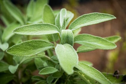 La salvia puede ayudar a prevenir y tratar enfermedades como la obesidad, la diabetes, la depresión, la demencia, el lupus, el autismo, las enfermedades cardíacas y el cáncer