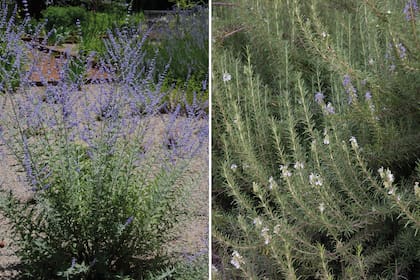 La salvia rusa (Perovskia atriplicifolia) -a la izq.-, es un arbusto de la zona de Pquistán, Turquestán y este de Irán. El romero (Rosmarinus officinalis), es origen de la región mediterránea, Asia y norte de África.