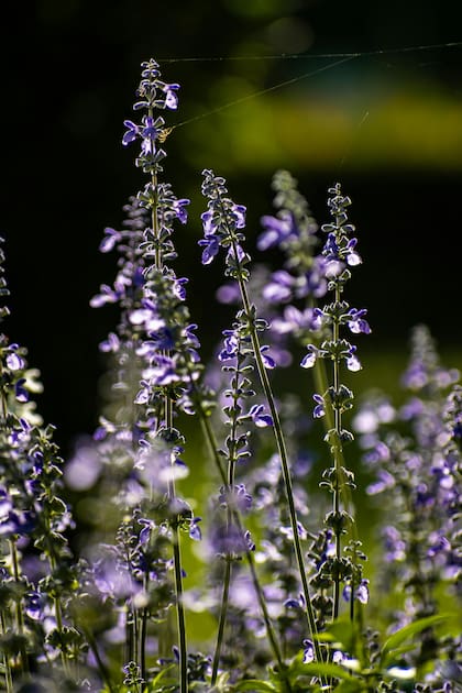 La salvia tiene la propiedad de proteger la memoria, la concentración y el aprendizaje