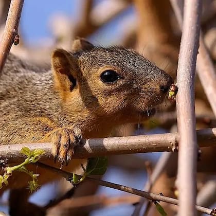 La sangre de la ardilla terrestre de California contiene proteínas que bloquean algunas de las toxinas en el veneno de la serpiente de cascabel