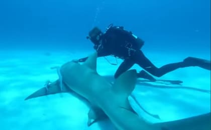 La sangre humana tampoco genera "frenesí alimentario" en los tiburones