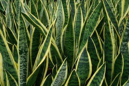 La sansevieria requiere un compuesto normal, rico en humus y con muy buen drenaje.