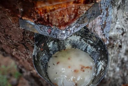 La savia espesa de color blanco lechoso de la resina se utiliza para fabricar plásticos, barnices, pegamentos, neumáticos, caucho, e incluso aditivos alimentarios.