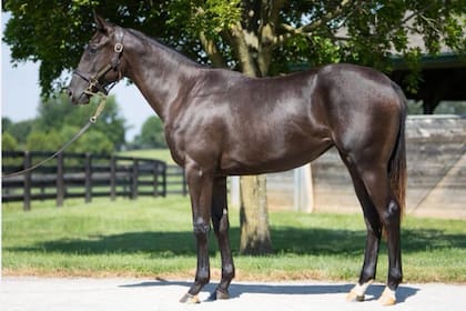 La Scaloneta, la potranca estadounidense que fue vendida en noviembre en Keeneland y tiene nombre desde la semana pasada.