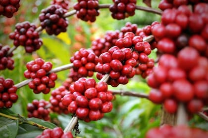 La schisandra o esquizandra estimula el sistema nervioso central